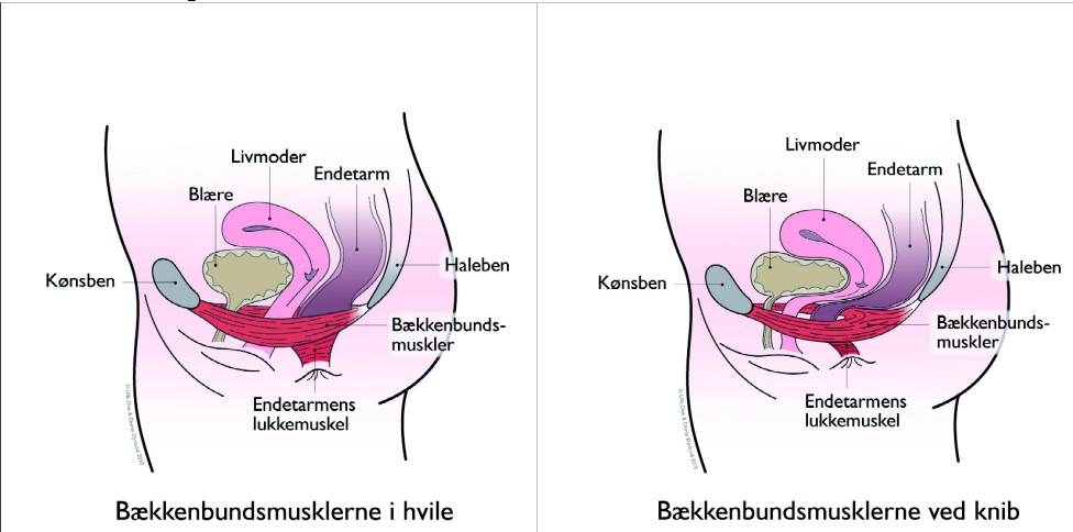 2 bækkenbund.PNG