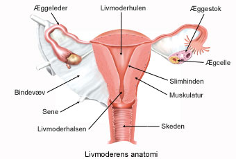 Fjernelse af livmoderen gennem skeden ved hjælp af kikkertoperation.jpg